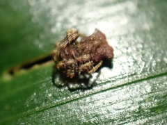 Arkys dilatatus