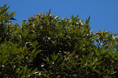 Lithocarpus amygdalifolius