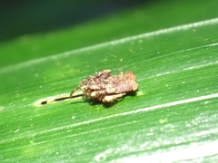 Arkys dilatatus
