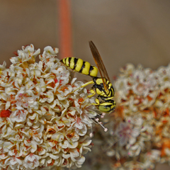 Philanthus multimaculatus