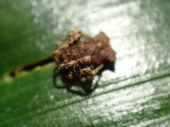 Arkys dilatatus