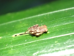 Arkys dilatatus