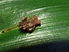 Arkys dilatatus