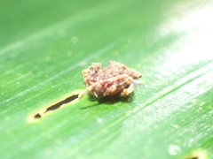 Arkys dilatatus