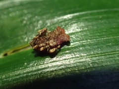 Arkys dilatatus