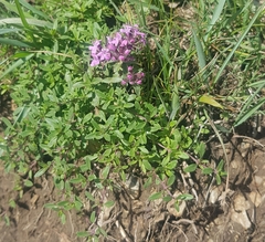 Thymus baicalensis