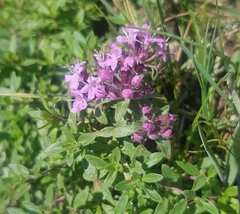 Thymus baicalensis