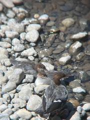 Mergus merganser americanus