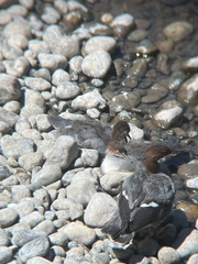 Mergus merganser americanus
