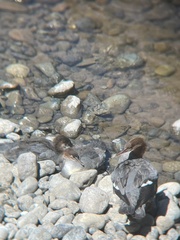 Mergus merganser americanus