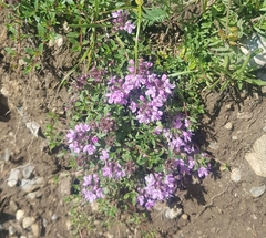 Thymus mongolicus