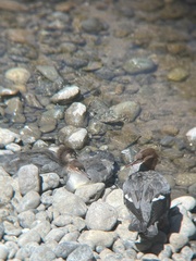 Mergus merganser americanus