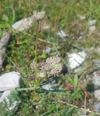 Sajanella monstrosa
