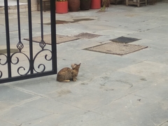 Felis catus