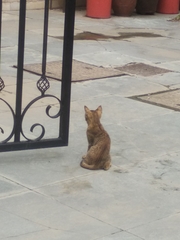 Felis catus