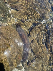 Holothuria lubrica image