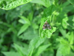 Prochoreutis sehestediana