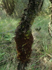 Frullania squarrosula