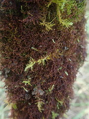 Frullania squarrosula