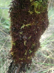 Frullania squarrosula