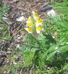 Linaria buriatica