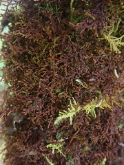 Frullania squarrosula