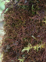 Frullania squarrosula