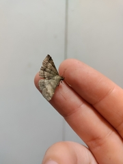 Lepidoptera