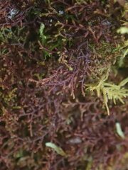 Frullania squarrosula