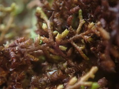 Frullania squarrosula