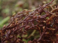 Frullania squarrosula