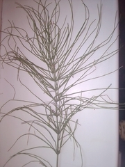 Equisetum arvense