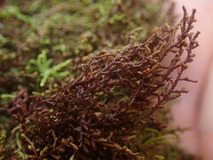 Frullania squarrosula