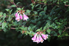 Abelia uniflora