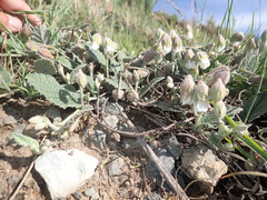 Hermannia geniculata