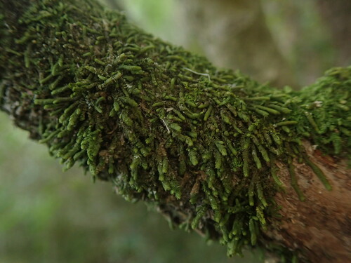 Thysananthus