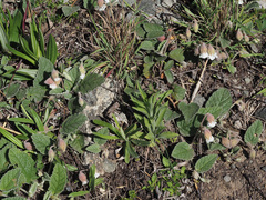 Hermannia geniculata