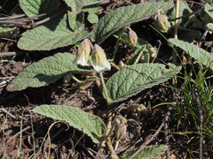 Hermannia geniculata