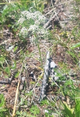 Peucedanum vaginatum