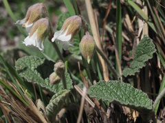 Hermannia geniculata