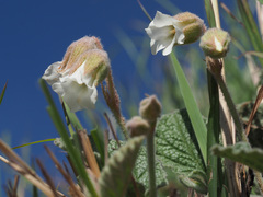 Hermannia geniculata