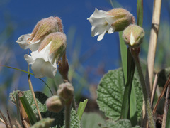 Hermannia geniculata