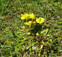 Pedicularis longiflora