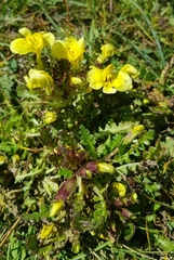 Pedicularis longiflora