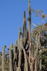 Harrisia tetracantha