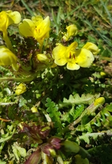 Pedicularis longiflora