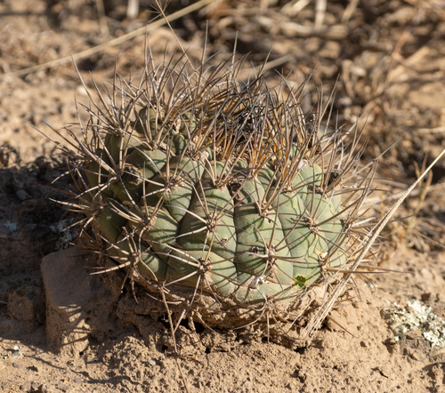 Gymnocalycium pflanzii