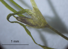 Najas indica