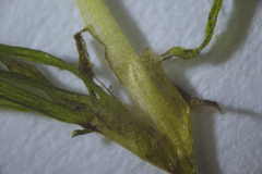 Najas indica
