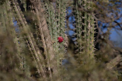 Harrisia tetracantha